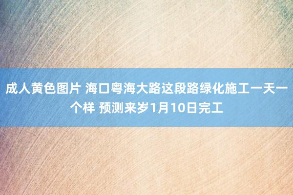 成人黄色图片 海口粤海大路这段路绿化施工一天一个样 预测来岁1月10日完工